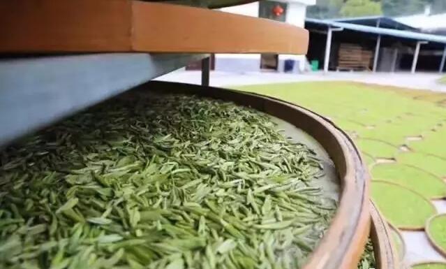 什么是影响春季绿茶口感的因素？